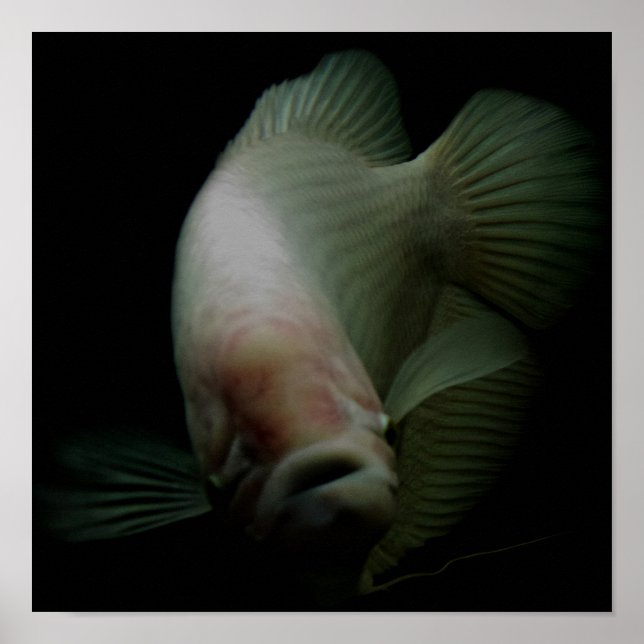 Poster Poisson dans le portrait de réservoir (Devant)