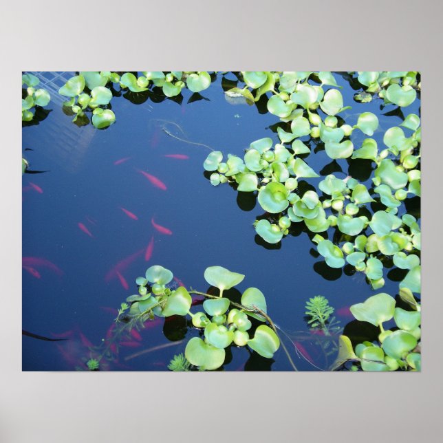 Poster poisson dans l'eau (Devant)