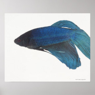 Poster Poisson de combat bleu siamois