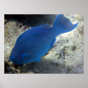 Poster Poisson de perroquet bleu