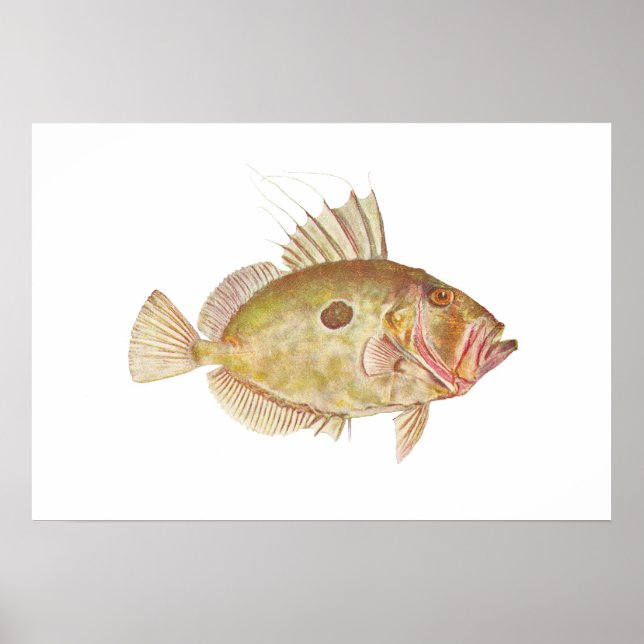 Poster Poisson - John Dory - Zeus faber (Devant)