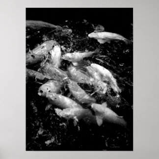 Poster Poisson Koi dans une frénésie alimentaire, Oahu B&