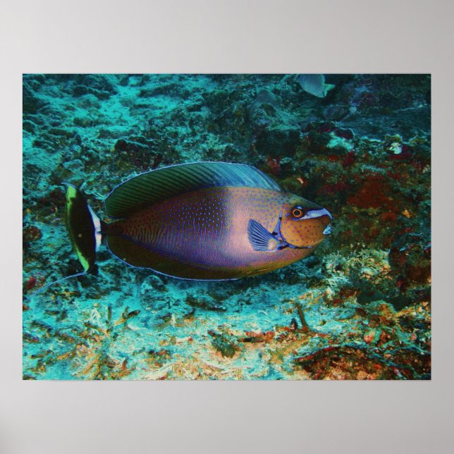 Poster Poisson mystérieux (Devant)