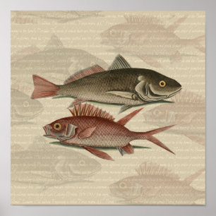 Poster Poisson Perche rouge Art pêcheur
