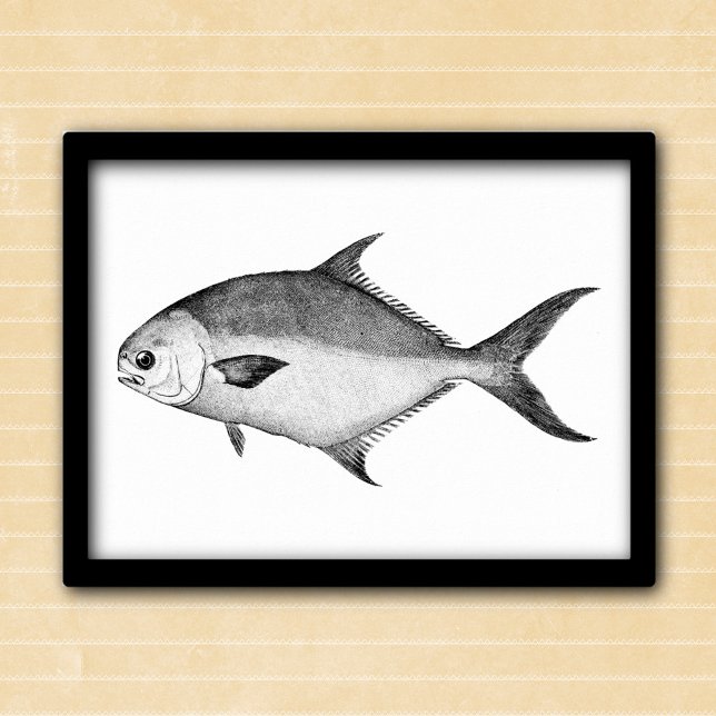Poster Poisson Pompano noir et blanc illustration vintage (Créateur téléchargé)