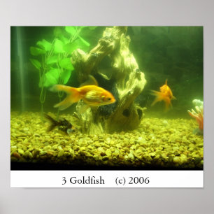 Poster Poisson rouge 3