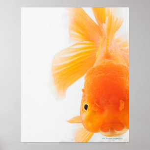 Poster Poisson rouge à tête de lionne orange (Carassius a