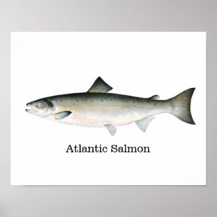 Poster Poisson Saumon Atlantique