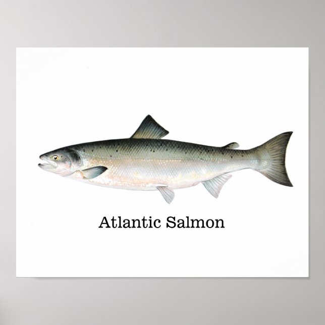 Poster Poisson Saumon Atlantique (Devant)