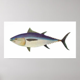 Poster Poisson - Thon rouge du sud - Thunnus maccoyii