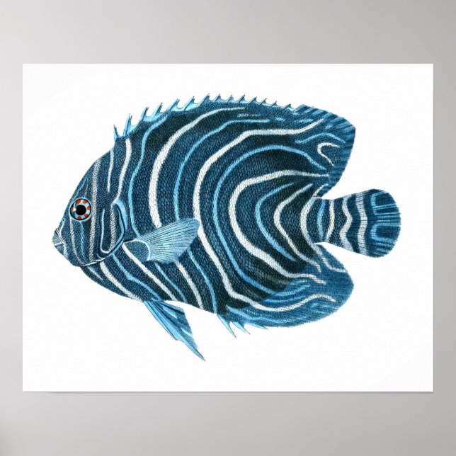 Poster Poisson tropical bleu Imprimer n° 1 (Devant)