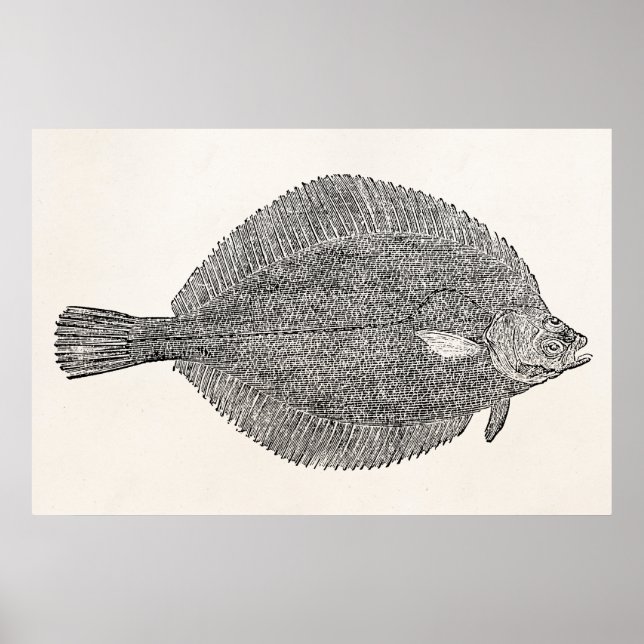 Poster Poisson vintage de plie de fond de la baie - Modèl (Devant)