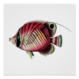 Poster Poissons colorés exotiques