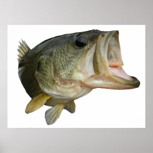 Poster Poissons de basse de large ouverture