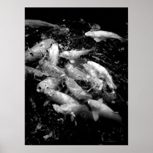 Poster Poissons de Koi dans une frénésie de alimentation,