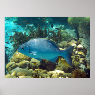 Poster Poissons de récif