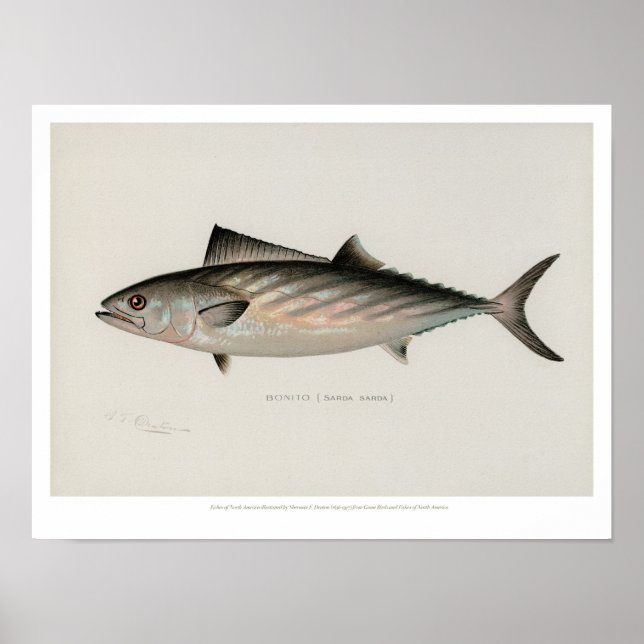 Poster Poissons vintages - Bonito (Devant)