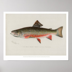 Poster Poissons vintages - truite de ruisseau