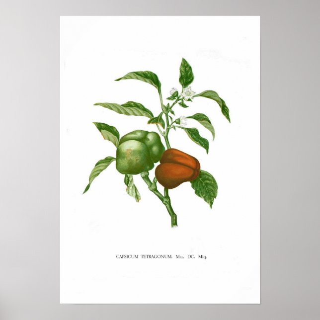 Poster Poivre (Devant)