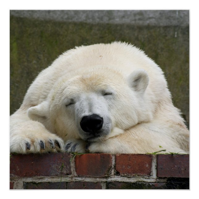 Poster Polar_Bear_2015_0301 (Devant)