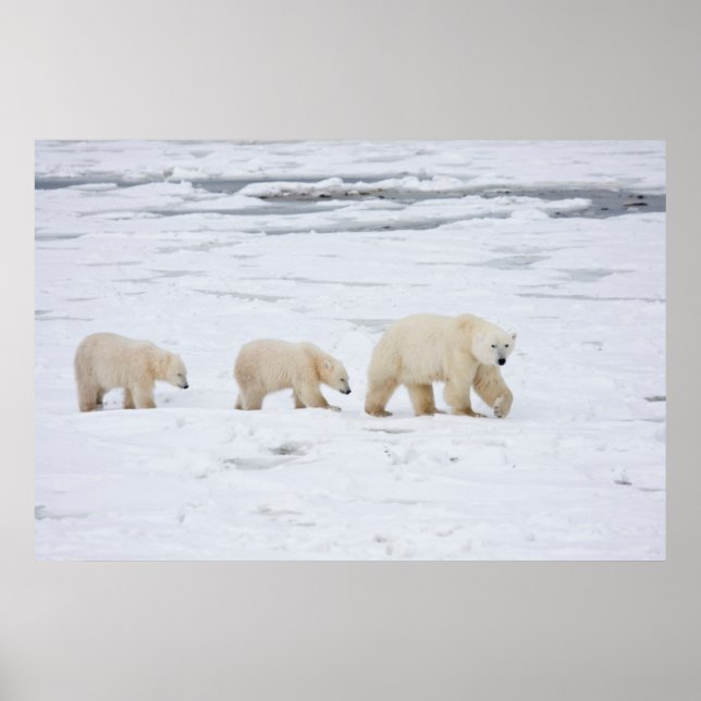 Poster Polar Bears female and Two cubs (Devant)