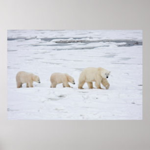 Poster Polar Bears female and Two cubs 2