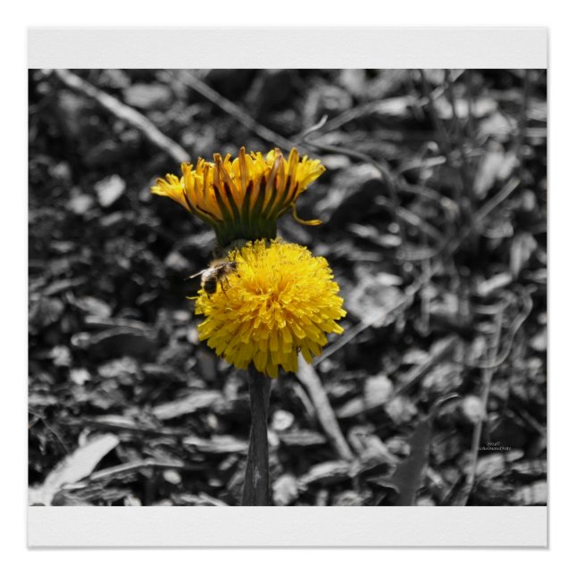 Poster Pollinisation tôt de ressort (Devant)