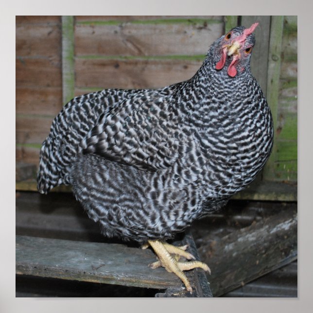 Poster Polly the Plymouth Rock (Devant)