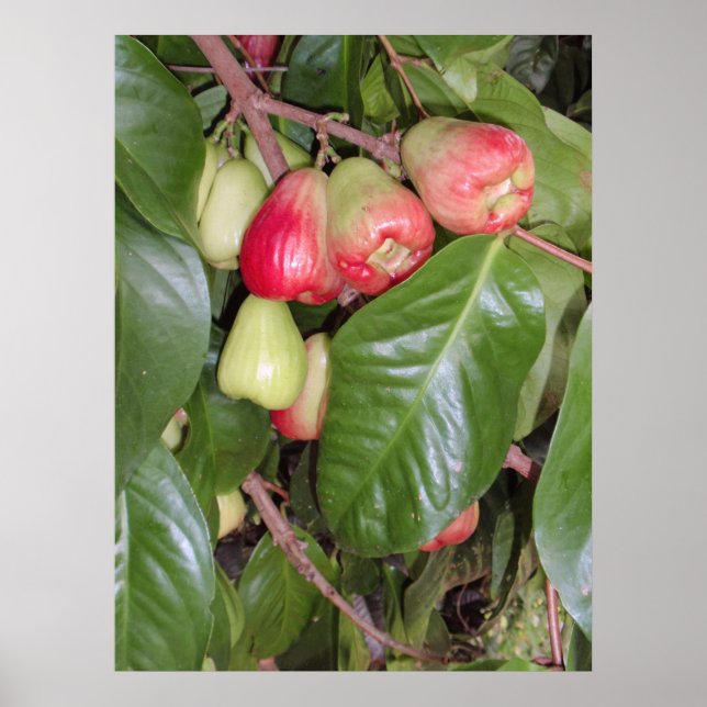 Poster Pommes de montagne II (Devant)