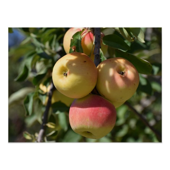 Poster Pommes sur un arbre à Paphos, Chypre (Devant)