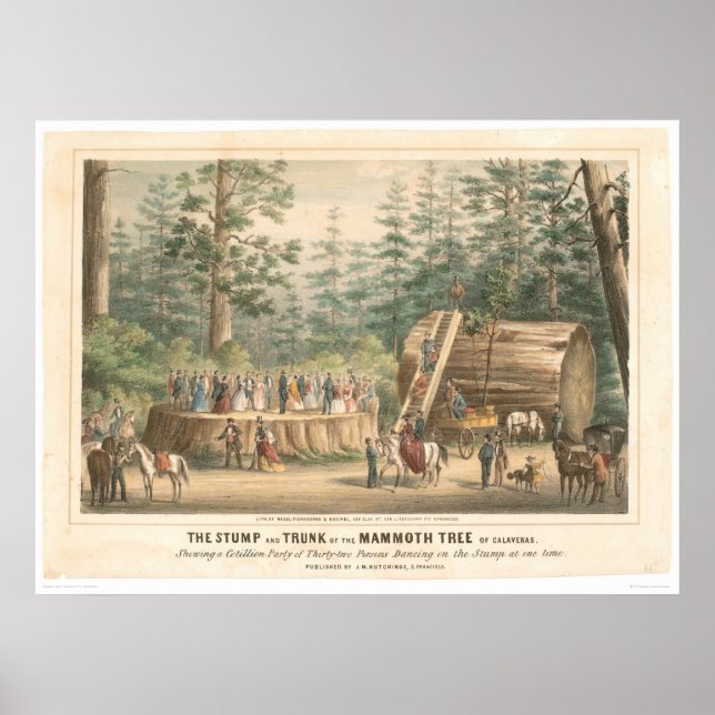 Poster Pompe du Mammoth Tree de Calaveras (0977A) (Devant)