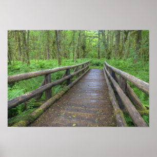 Poster Pont en bois, fougères et