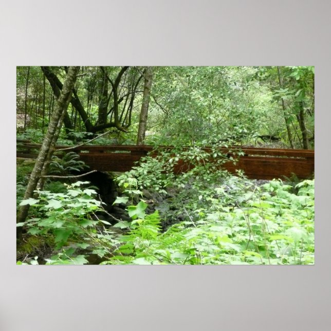 Poster Pont Muir Woods I (Devant)