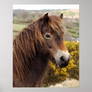 Poster Pony Exmoor