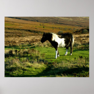 Poster Pony sur Dartmoor