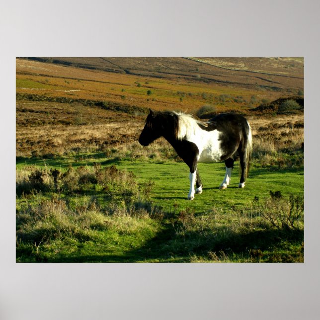 Poster Pony sur Dartmoor (Devant)