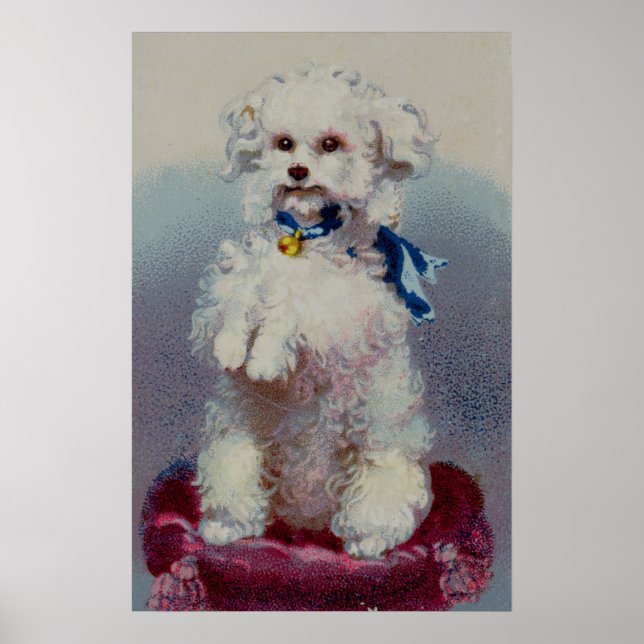Poster Poodé avec ruban bleu (Devant)