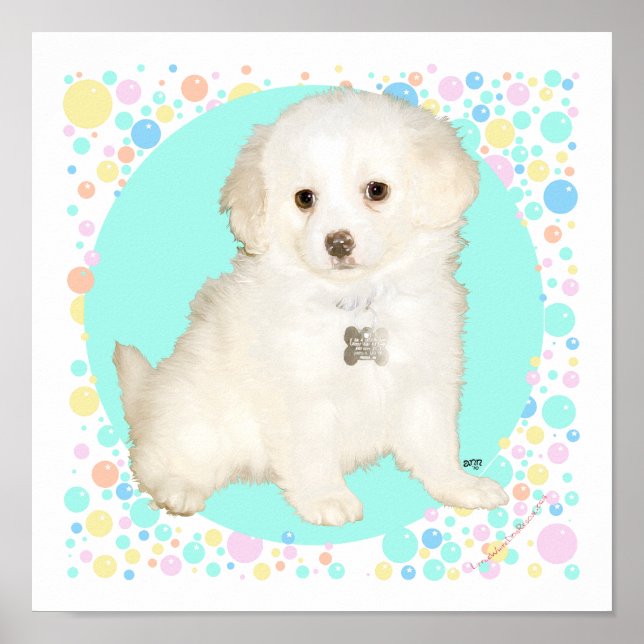 Poster Poodle / Bichon Mix Puppy fête la vie (Devant)