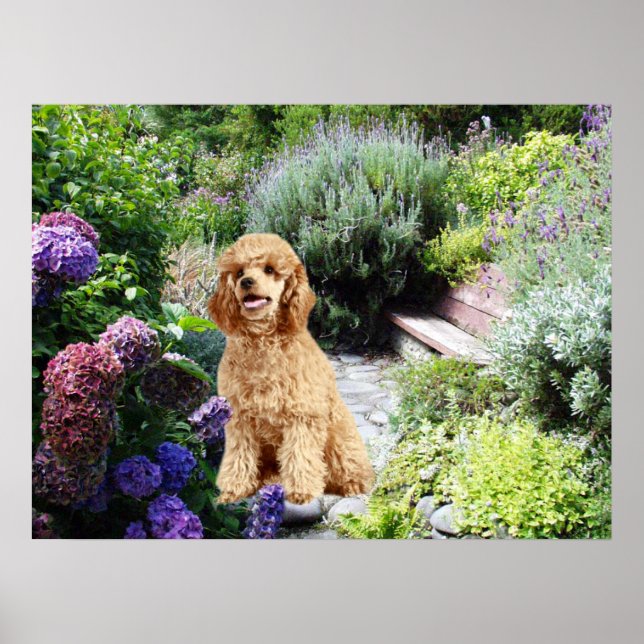 Poster Poodle Garden Imprimer (Devant)