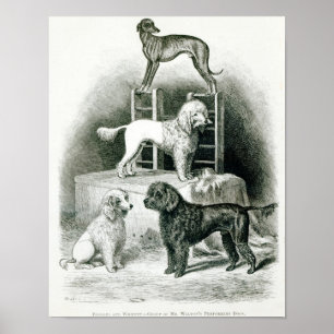 Poster Poodles and Whippet - Groupe de M. Walton's