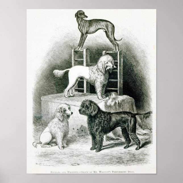 Poster Poodles and Whippet - Groupe de M. Walton's (Devant)