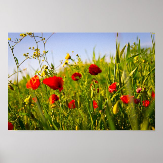 Poster Poppies (Devant)