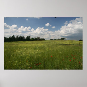 Poster Poppies dans les champs