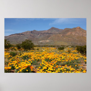 Poster Poppies El Paso