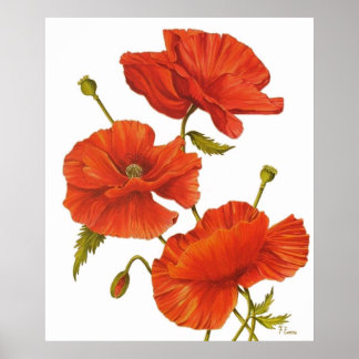Poster - Poppies en blanc