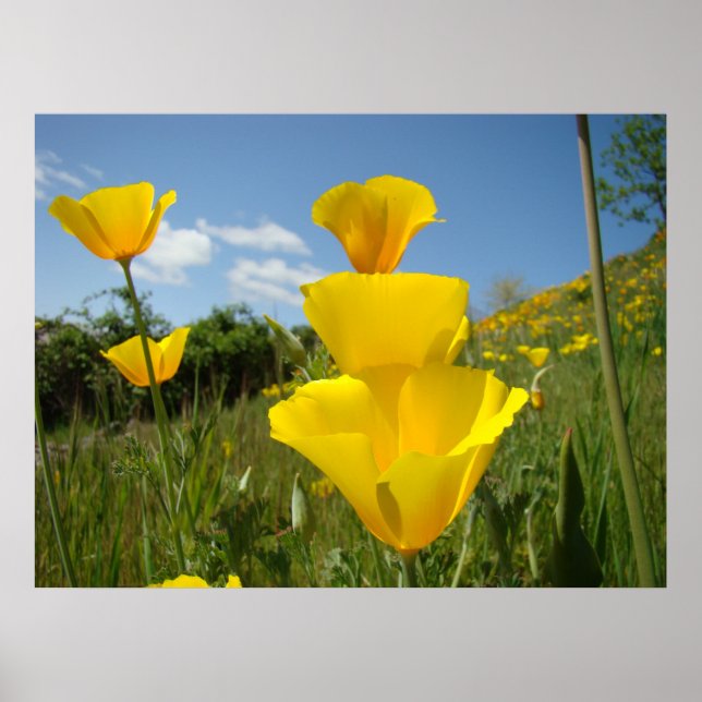 Poster POPPIES Orange Fleurs de pavot Imprimantes d'art e (Devant)