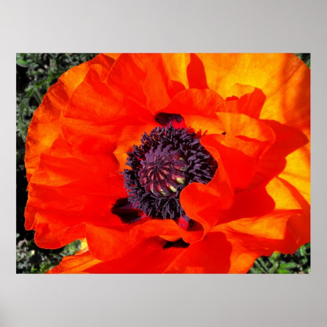 Poster Poppy californien (Devant)