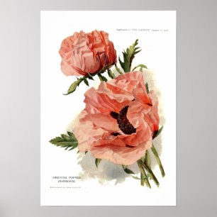 Poster Poppy oriental (Papaver orientale)