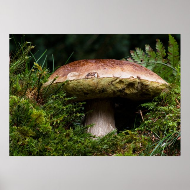 Poster Porcino mushroom (Devant)