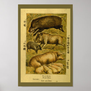 Poster Porcs vintages Porc Boar Histoire naturelle Imprim